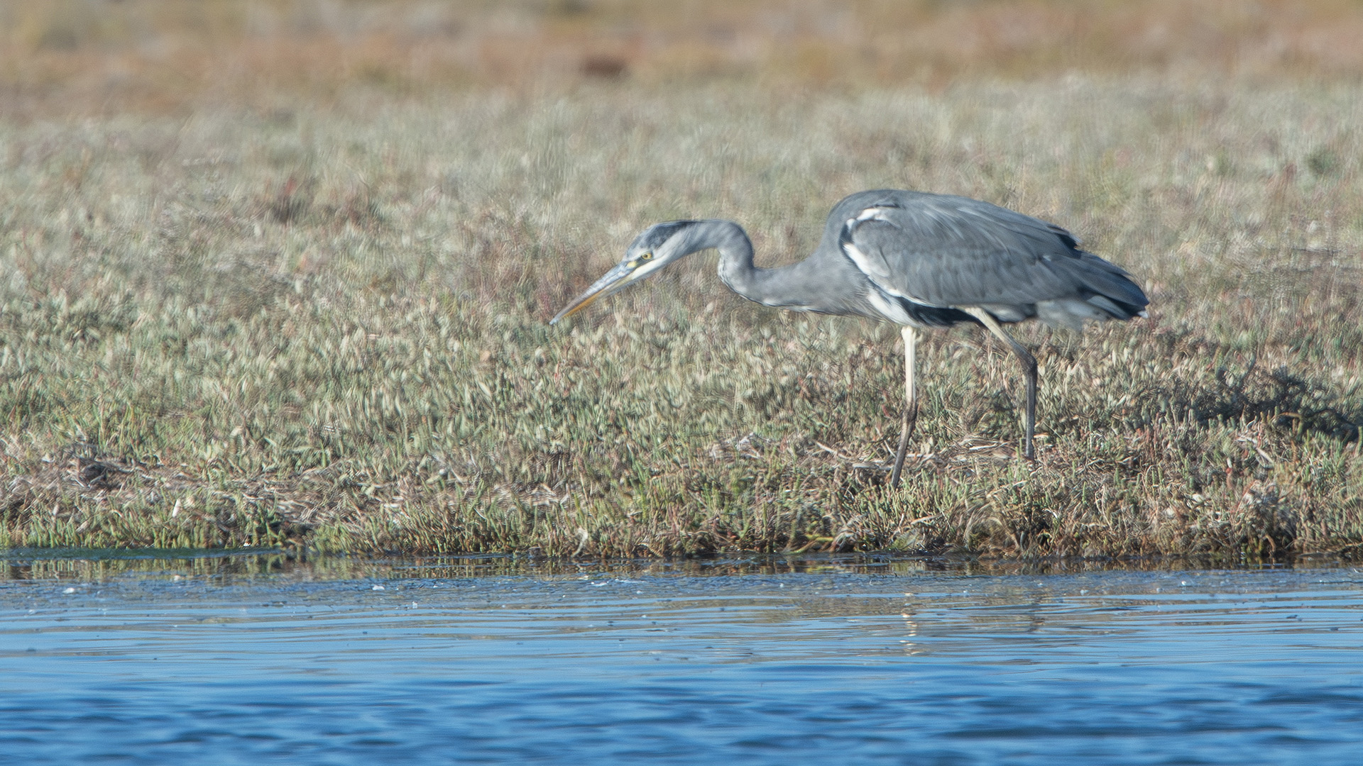 Gray Heron